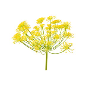 Fennel flower